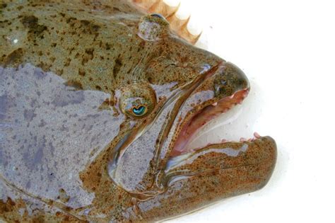cheek fish|Halibut Cheeks: What Are They & How t.